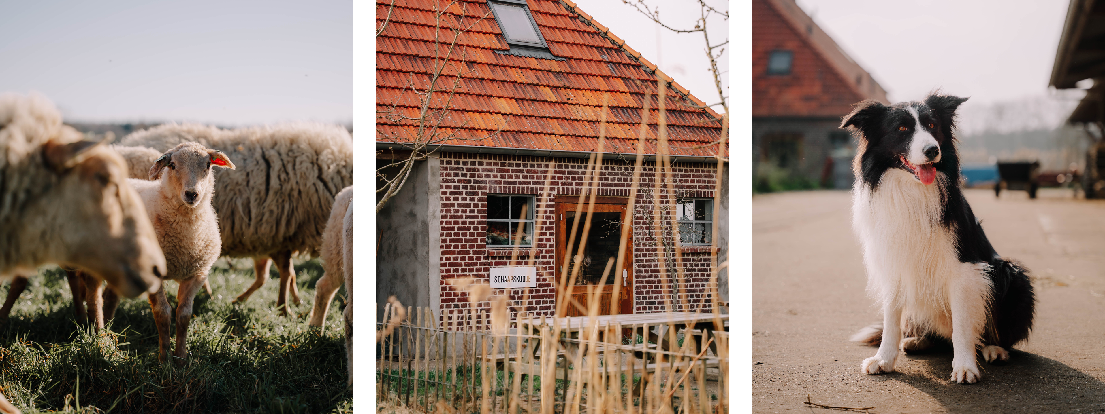 L: lammetje in wei M: Beatrixhoeve R: Border Collie