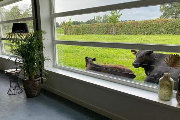 De koeien kijken naar binnen als je gaat logeren bij de boer