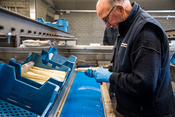 Man aan het werk bij aspergeboerderij Oppe Haes