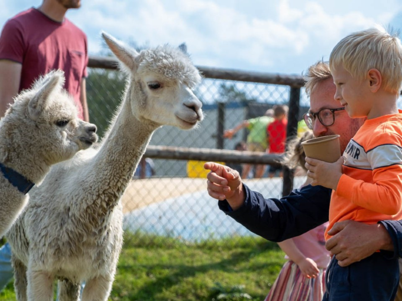 Jongetje staat samen met zijn vader in de wei bij alpaca's