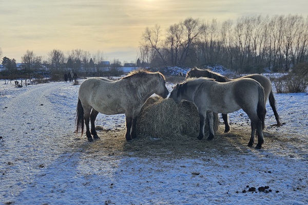 Konik horses eat from a bale of hay in winter in Maas Valley River Park