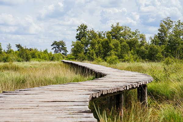 Promenade im Sommer im Nationalpark de Groote Peel