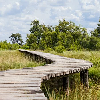 Vlonderpad de groote peel in de zomer